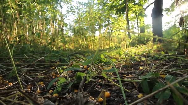 Ameixas e folhas caídas jazem debaixo das árvores. Panorama — Vídeo de Stock