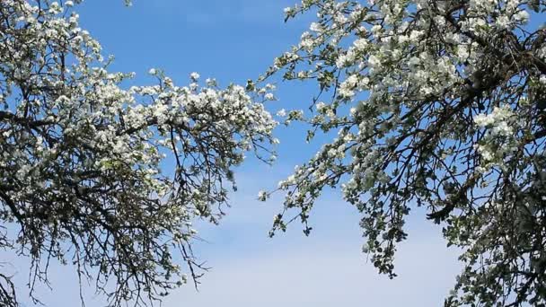 Ramos de flor de maçã balançando no vento — Vídeo de Stock