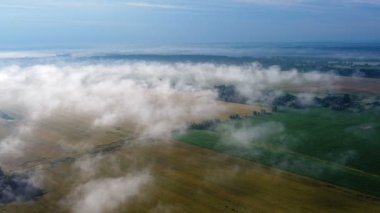 Sabahın erken saatlerinde bir darı tarlasında sis.
