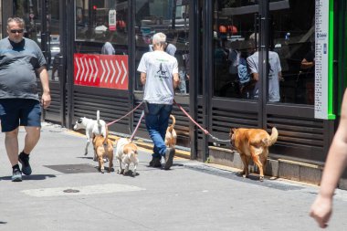 Şehir kaldırımında köpekleri gezdiren profesyonel bir köpek gezdirici..