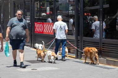 Şehir kaldırımında köpekleri gezdiren profesyonel bir köpek gezdirici..