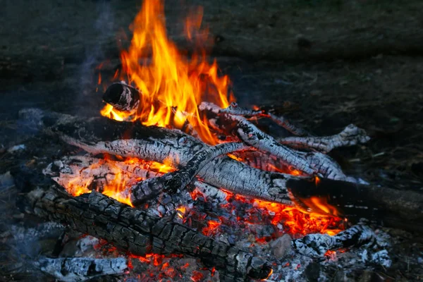 Wild Fireplace and tree — Stock Photo, Image