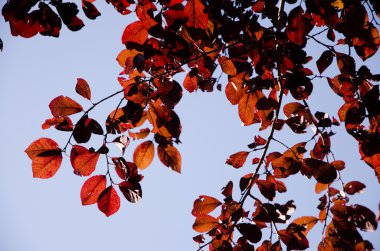 Arka plan. Yanında sonbahar sonbahar yaprakları