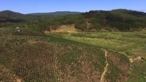 Vista aérea da plantação de café — Vídeo de Stock