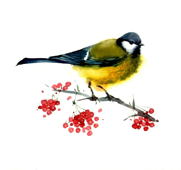 Akwarela zima ptak ilustracja — Zdjęcie stockowe
