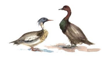 suluboya yerli kuşlar