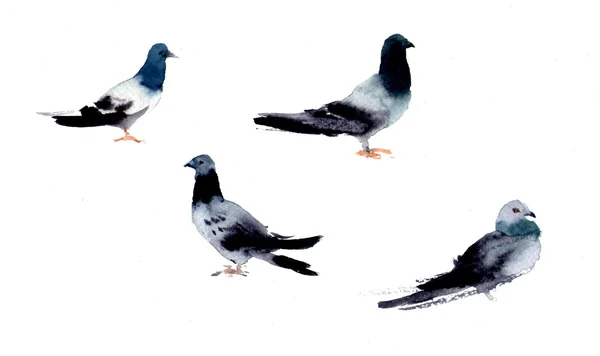 Akvarell galambok illusztráció — Stock Fotó