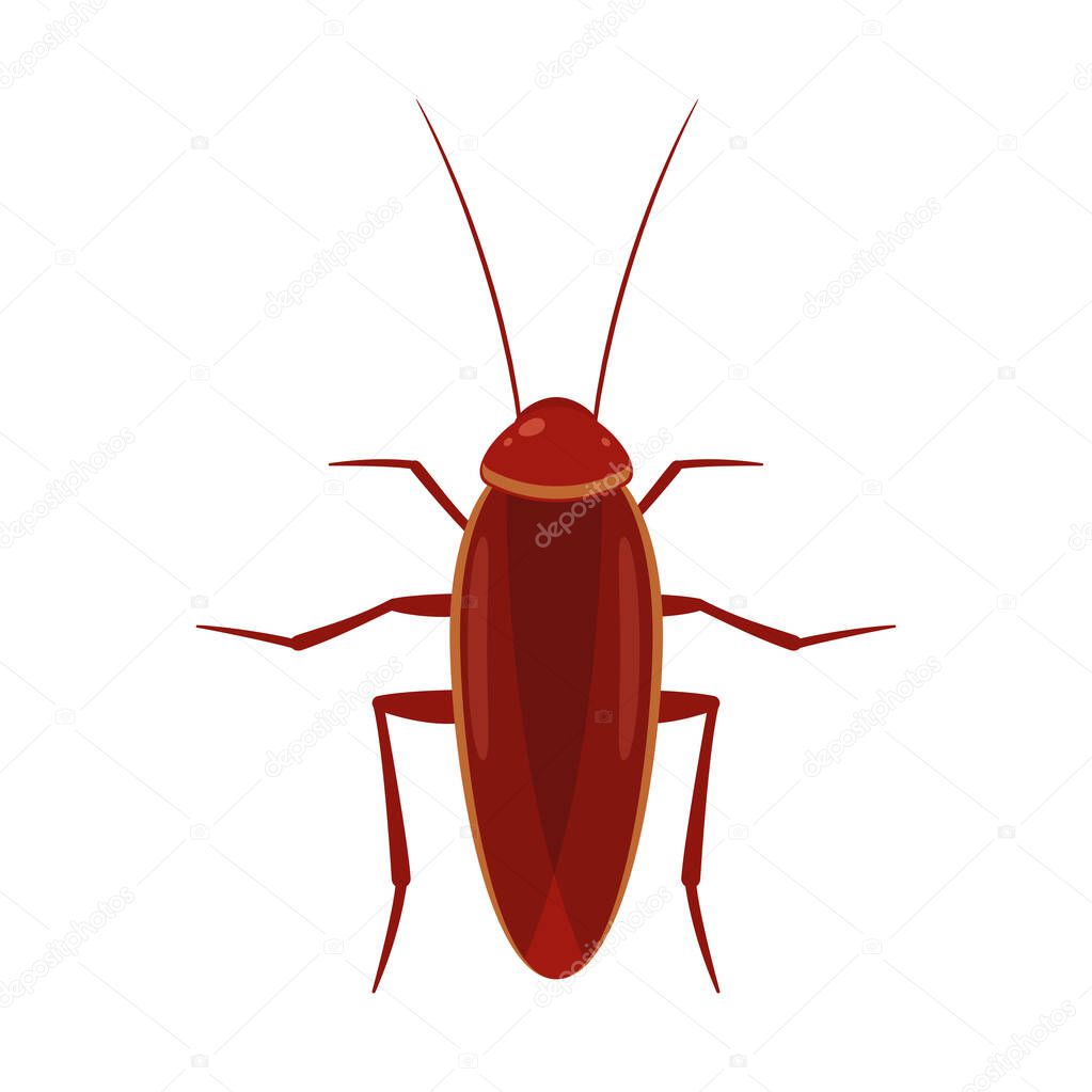 The brown cockroach. Isolated Vector Illustration