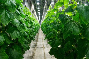 büyük meyve salatalık seralar