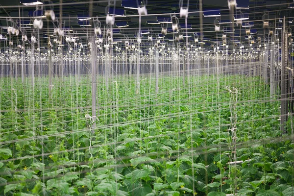 Grandes estufas de pepino frutificação — Fotografia de Stock