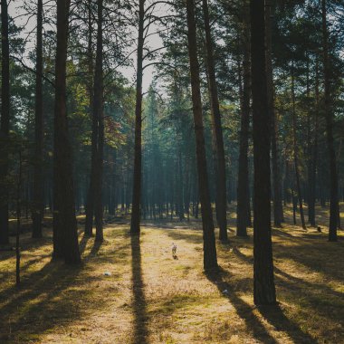 Ormanda genç köpek