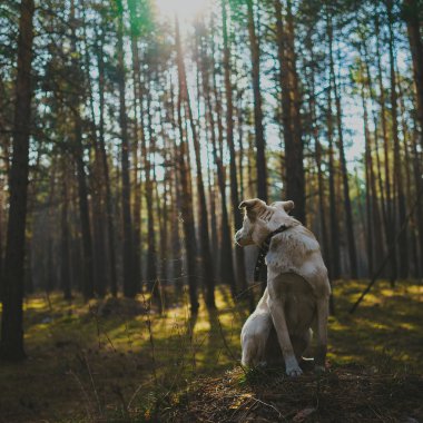 Ormanda genç köpek