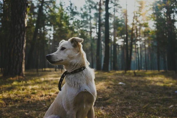 Cão jovem na floresta — Fotografia de Stock