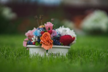 kompozisyon bir tencerede değişik çiçek