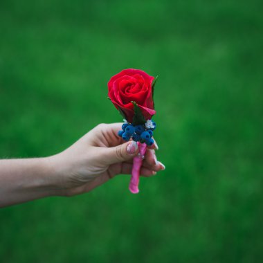 yaka çiçeği ve iğne ile bir kırmızı gül