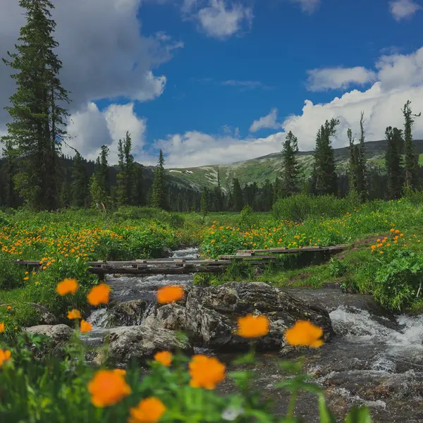 Orange Bergblumen — Stockfoto