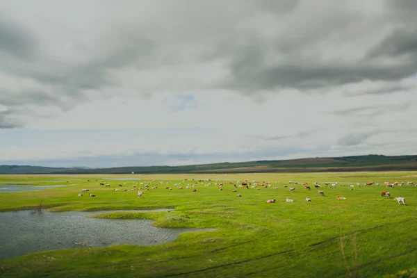 Pasture after a rain — Stock Photo, Image