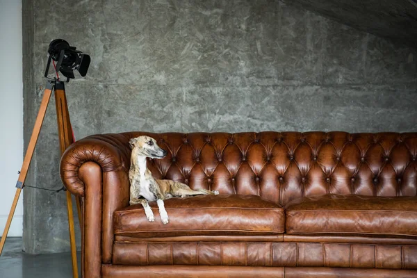 Portrait Greyhound Pet Dog Beautiful Royal Interior — Stok Foto