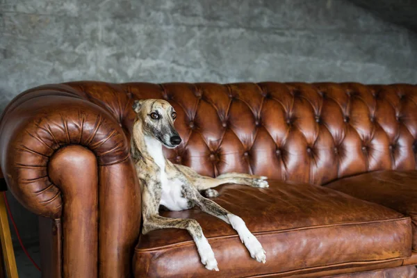 Portrait Greyhound Pet Dog Beautiful Royal Interior Stock Picture