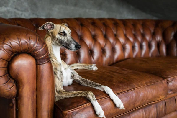 Portrait Greyhound Pet Dog Beautiful Royal Interior Royalty Free Stock Photos