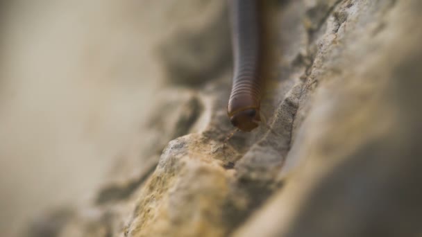 Gruwel en angst voor insecten. duizendpoot kruipen op een steen, — Stockvideo