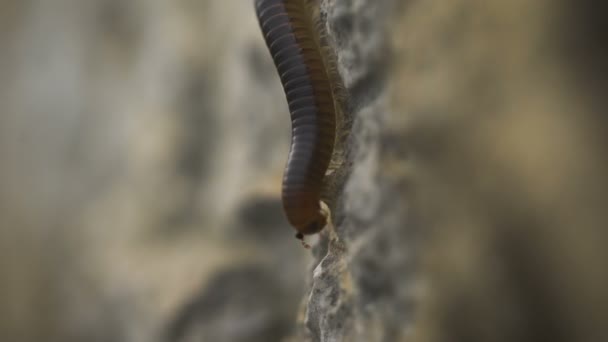 Abominación y miedo a los insectos. milpiés arrastrándose sobre una piedra , — Vídeos de Stock