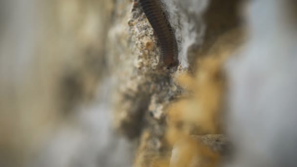 Gruwel en angst voor insecten. duizendpoot kruipen op een steen, — Stockvideo