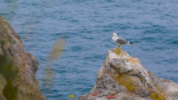 Måsen står på en klippa vid havet — Stockvideo