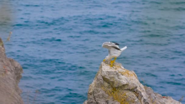 Gaviota de pie sobre una roca junto al mar — Vídeos de Stock