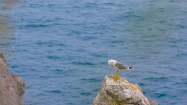 Gaviota de pie sobre una roca junto al mar — Vídeo de stock