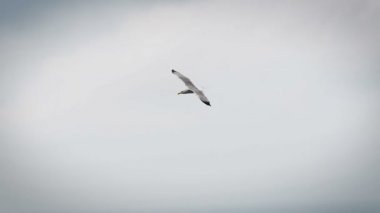 Gökyüzünde uçan bir martı..