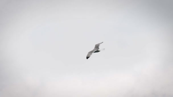 Uma gaivota voando no céu. — Vídeo de Stock