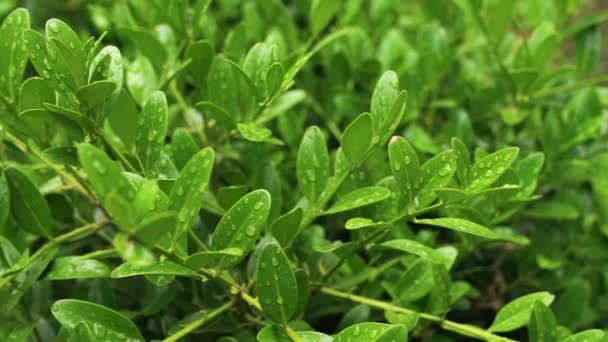 Hermosa textura de hoja verde con gotas de agua — Vídeos de Stock