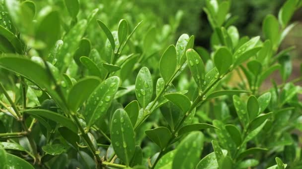 Belle texture de feuille verte avec des gouttes d'eau — Video