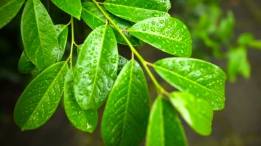 Su damlaları ile güzel yeşil yaprak dokusu