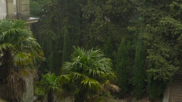 Palmen und andere Vegetation unter den Wasserstrahlen. — Stockvideo