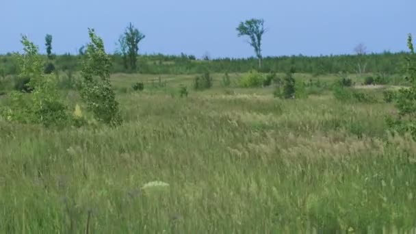 Campo de trigo verde en el viento — Vídeos de Stock