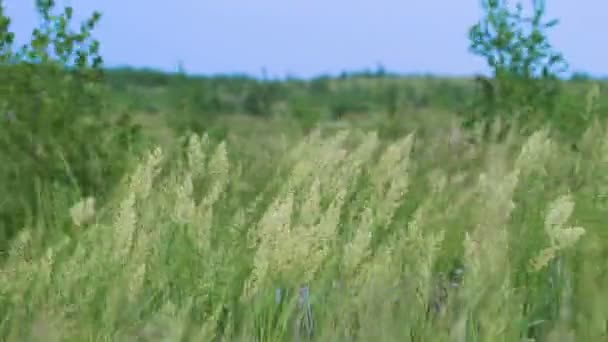 Grünes Weizenfeld im Wind — Stockvideo