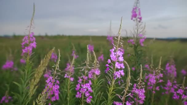 Flores flor lilás no campo — Vídeo de Stock