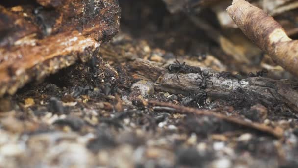 Hormigas en un árbol, vida silvestre — Vídeo de stock