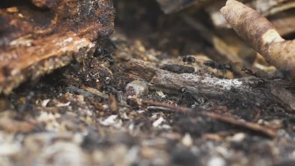 Mrówki na drzewie, dzikie życie — Wideo stockowe