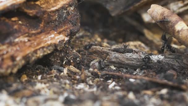 Hormigas en un árbol, vida silvestre — Vídeos de Stock