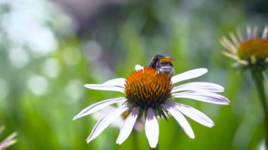 Bir papatya üzerinde nektar toplama bumblebee
