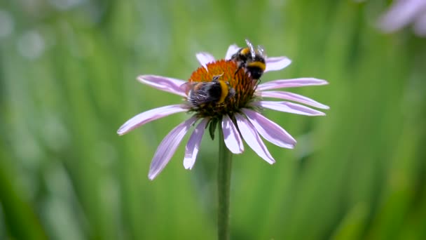 Bir papatya üzerinde nektar toplayan iki bumblebees — Stok video