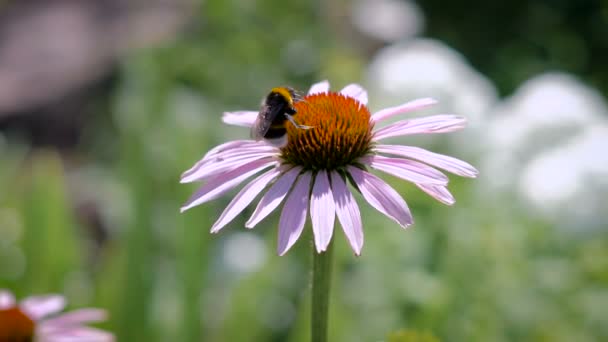 The bumblebee collecting nectar on a daisy — Stock Video