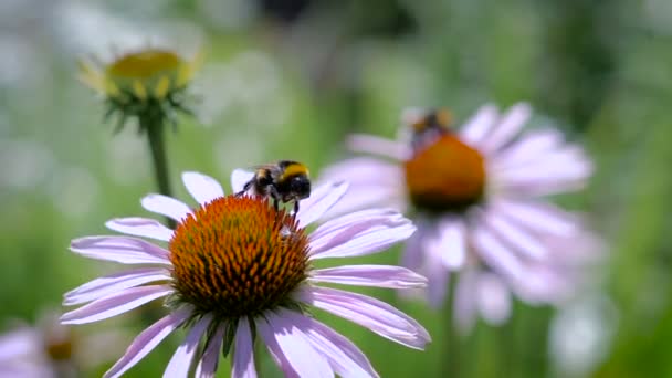 The bumblebee collecting nectar on a daisy — Stock Video