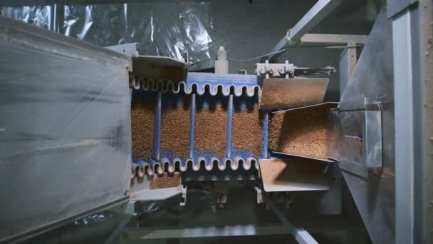 Industrie alimentaire. La machine automatique spéciale verse sur la même portion de sarrasin . — Video