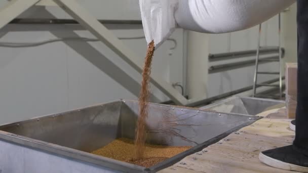 Na fábrica de triagem e embalagem de cereais e grãos. Trabalhador derrama em um tanque especial de trigo sarraceno, para processamento posterior . — Vídeo de Stock