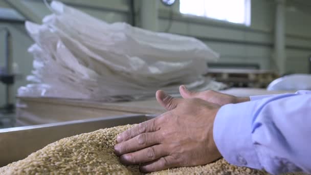 Récolte, gros plan des agriculteurs mains tenant des grains de blé — Video