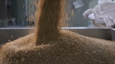 Sıralama ve hububat ve tahıl ambalaj fabrikasında. Çalışan için daha fazla alay bir özel tank buğday içine dökülen.